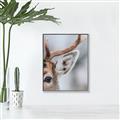 Picture of Eye of the Deer _GroupedProduct_Rectangle_Portrait_Photography _GroupedProduct_Rectangle_Portrait_Canvas_Framed_