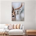 Picture of Eye of the Deer _GroupedProduct_Rectangle_Portrait_Photography _GroupedProduct_Rectangle_Portrait_Canvas_Framed_