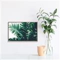 Picture of Fern Garden  _GroupedProduct_Rectangle_Landscape_Photography _GroupedProduct_Rectangle_Landscape_Canvas_Framed_