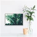 Picture of Fern Garden  _GroupedProduct_Rectangle_Landscape_Photography _GroupedProduct_Rectangle_Landscape_Canvas_Framed_