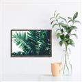 Picture of Fern Garden  _GroupedProduct_Rectangle_Landscape_Photography _GroupedProduct_Rectangle_Landscape_Canvas_Framed_