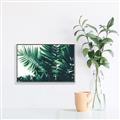 Picture of Fern Garden  _GroupedProduct_Rectangle_Landscape_Photography _GroupedProduct_Rectangle_Landscape_Canvas_Framed_