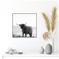 Picture of Scottish Fields Highland B&W _GroupedProduct_Square_Photography _GroupedProduct_Square_Canvas_Framed_