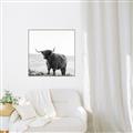 Picture of Scottish Fields Highland B&W _GroupedProduct_Square_Photography _GroupedProduct_Square_Canvas_Framed_