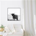 Picture of Scottish Fields Highland B&W _GroupedProduct_Square_Photography _GroupedProduct_Square_Canvas_Framed_