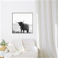Picture of Scottish Fields Highland B&W _GroupedProduct_Square_Photography _GroupedProduct_Square_Canvas_Framed_