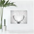 Picture of Forest King  _GroupedProduct_Rectangle_Landscape_Photography _GroupedProduct_Rectangle_Landscape_Unframed_Print_Only_