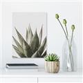 Picture of Cactus Succulent _GroupedProduct_Rectangle_Portrait_Photography _GroupedProduct_Rectangle_Portrait_Unframed_Print_Only_