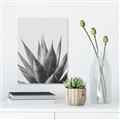 Picture of Cactus Succulent _GroupedProduct_Rectangle_Portrait_Photography _GroupedProduct_Rectangle_Portrait_Unframed_Print_Only_
