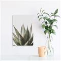 Picture of Cactus Succulent _GroupedProduct_Rectangle_Portrait_Photography _GroupedProduct_Rectangle_Portrait_Unframed_Print_Only_