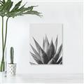 Picture of Cactus Succulent _GroupedProduct_Rectangle_Portrait_Photography _GroupedProduct_Rectangle_Portrait_Unframed_Print_Only_