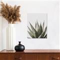 Picture of Cactus Succulent _GroupedProduct_Rectangle_Portrait_Photography _GroupedProduct_Rectangle_Portrait_Unframed_Print_Only_