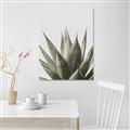 Picture of Cactus Succulent _GroupedProduct_Rectangle_Portrait_Photography _GroupedProduct_Rectangle_Portrait_Unframed_Print_Only_