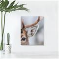 Picture of Eye of the Deer _GroupedProduct_Rectangle_Portrait_Photography _GroupedProduct_Rectangle_Portrait_Unframed_Print_Only_