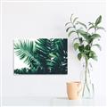Picture of Fern Garden  _GroupedProduct_Rectangle_Landscape_Photography _GroupedProduct_Rectangle_Landscape_Unframed_Print_Only_
