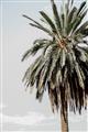Picture of Canary Palm _GroupedProduct_Rectangle_Portrait_Photography _GroupedProduct_Rectangle_Portrait_Unframed_Print_Only_