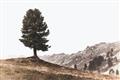 Picture of Tree on a Hill _GroupedProduct_Rectangle_Landscape_Photography _GroupedProduct_Rectangle_Landscape_Unframed_Print_Only_