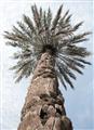 Picture of Palm Perfection _GroupedProduct_Rectangle_Portrait_Photography _GroupedProduct_Rectangle_Portrait_Unframed_Print_Only_