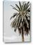 Picture of Canary Palm