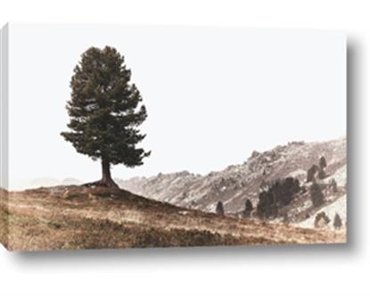Picture of Tree on a Hill