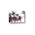 Picture of Cali Palms Sepia Collection _GroupedProduct_Rectangle_Landscape_Photography _GroupedProduct_Rectangle_Landscape_Canvas_