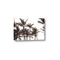 Picture of Cali Palms Sepia Collection _GroupedProduct_Rectangle_Landscape_Photography _GroupedProduct_Rectangle_Landscape_Canvas_
