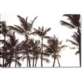 Picture of Cali Palms Sepia Collection _GroupedProduct_Rectangle_Landscape_Photography _GroupedProduct_Rectangle_Landscape_Canvas_