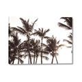 Picture of Cali Palms Sepia Collection _GroupedProduct_Rectangle_Landscape_Photography _GroupedProduct_Rectangle_Landscape_Canvas_