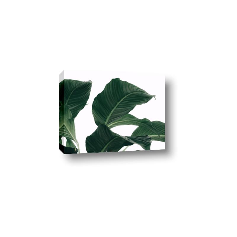 Picture of Plant Bliss _GroupedProduct_Rectangle_Landscape_Photography _GroupedProduct_Rectangle_Landscape_Canvas_