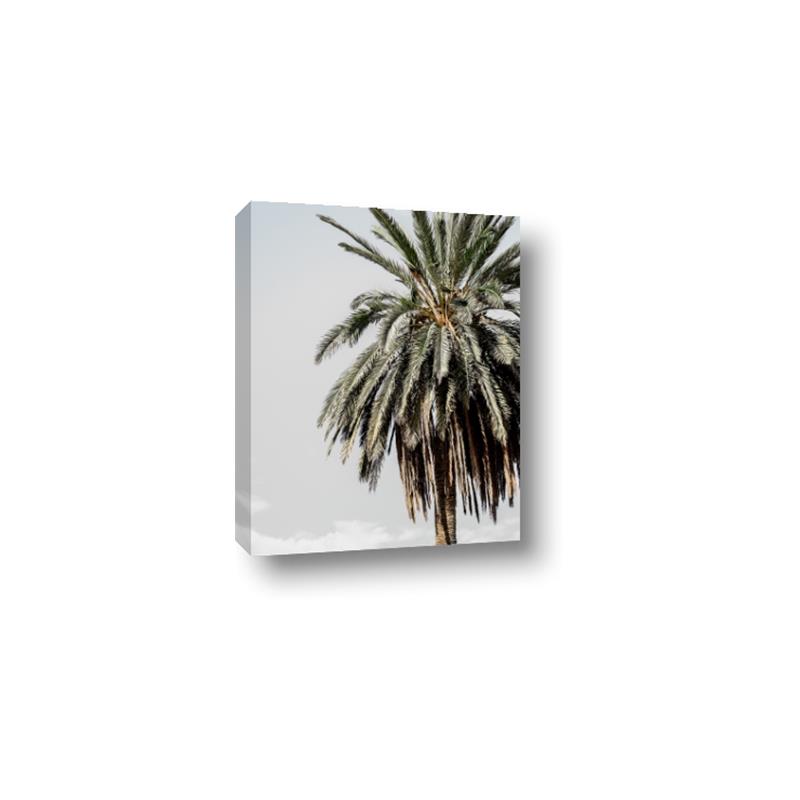 Picture of Canary Palm _GroupedProduct_Rectangle_Portrait_Photography _GroupedProduct_Rectangle_Portrait_Canvas_