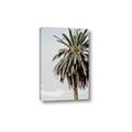 Picture of Canary Palm _GroupedProduct_Rectangle_Portrait_Photography _GroupedProduct_Rectangle_Portrait_Canvas_