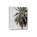 Picture of Canary Palm _GroupedProduct_Rectangle_Portrait_Photography _GroupedProduct_Rectangle_Portrait_Canvas_