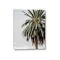 Picture of Canary Palm _GroupedProduct_Rectangle_Portrait_Photography _GroupedProduct_Rectangle_Portrait_Canvas_