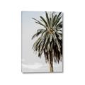 Picture of Canary Palm _GroupedProduct_Rectangle_Portrait_Photography _GroupedProduct_Rectangle_Portrait_Canvas_
