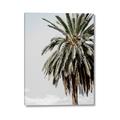 Picture of Canary Palm _GroupedProduct_Rectangle_Portrait_Photography _GroupedProduct_Rectangle_Portrait_Canvas_
