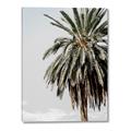 Picture of Canary Palm _GroupedProduct_Rectangle_Portrait_Photography _GroupedProduct_Rectangle_Portrait_Canvas_