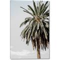 Picture of Canary Palm _GroupedProduct_Rectangle_Portrait_Photography _GroupedProduct_Rectangle_Portrait_Canvas_