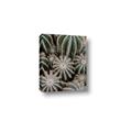 Picture of Cactus Zone _GroupedProduct_Rectangle_Portrait_Photography _GroupedProduct_Rectangle_Portrait_Canvas_