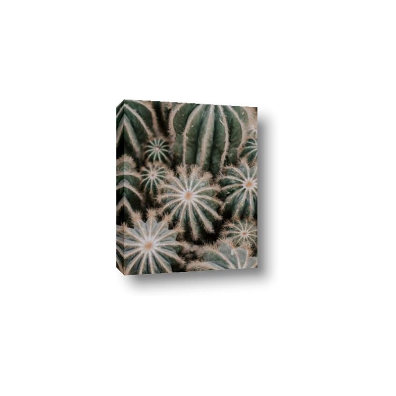 Picture of Cactus Zone _GroupedProduct_Rectangle_Portrait_Photography _GroupedProduct_Rectangle_Portrait_Canvas_