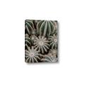 Picture of Cactus Zone _GroupedProduct_Rectangle_Portrait_Photography _GroupedProduct_Rectangle_Portrait_Canvas_