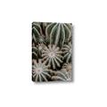 Picture of Cactus Zone _GroupedProduct_Rectangle_Portrait_Photography _GroupedProduct_Rectangle_Portrait_Canvas_