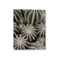 Picture of Cactus Zone _GroupedProduct_Rectangle_Portrait_Photography _GroupedProduct_Rectangle_Portrait_Canvas_