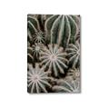 Picture of Cactus Zone _GroupedProduct_Rectangle_Portrait_Photography _GroupedProduct_Rectangle_Portrait_Canvas_
