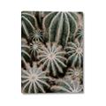 Picture of Cactus Zone _GroupedProduct_Rectangle_Portrait_Photography _GroupedProduct_Rectangle_Portrait_Canvas_