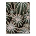 Picture of Cactus Zone _GroupedProduct_Rectangle_Portrait_Photography _GroupedProduct_Rectangle_Portrait_Canvas_