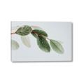 Picture of Spring Dew Leaves _GroupedProduct_Rectangle_Landscape_Photography _GroupedProduct_Rectangle_Landscape_Canvas_