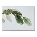 Picture of Spring Dew Leaves _GroupedProduct_Rectangle_Landscape_Photography _GroupedProduct_Rectangle_Landscape_Canvas_