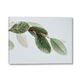 Picture of Spring Dew Leaves _GroupedProduct_Rectangle_Landscape_Photography _GroupedProduct_Rectangle_Landscape_Canvas_