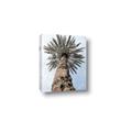 Picture of Palm Perfection _GroupedProduct_Rectangle_Portrait_Photography _GroupedProduct_Rectangle_Portrait_Canvas_