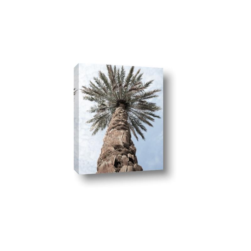 Picture of Palm Perfection _GroupedProduct_Rectangle_Portrait_Photography _GroupedProduct_Rectangle_Portrait_Canvas_